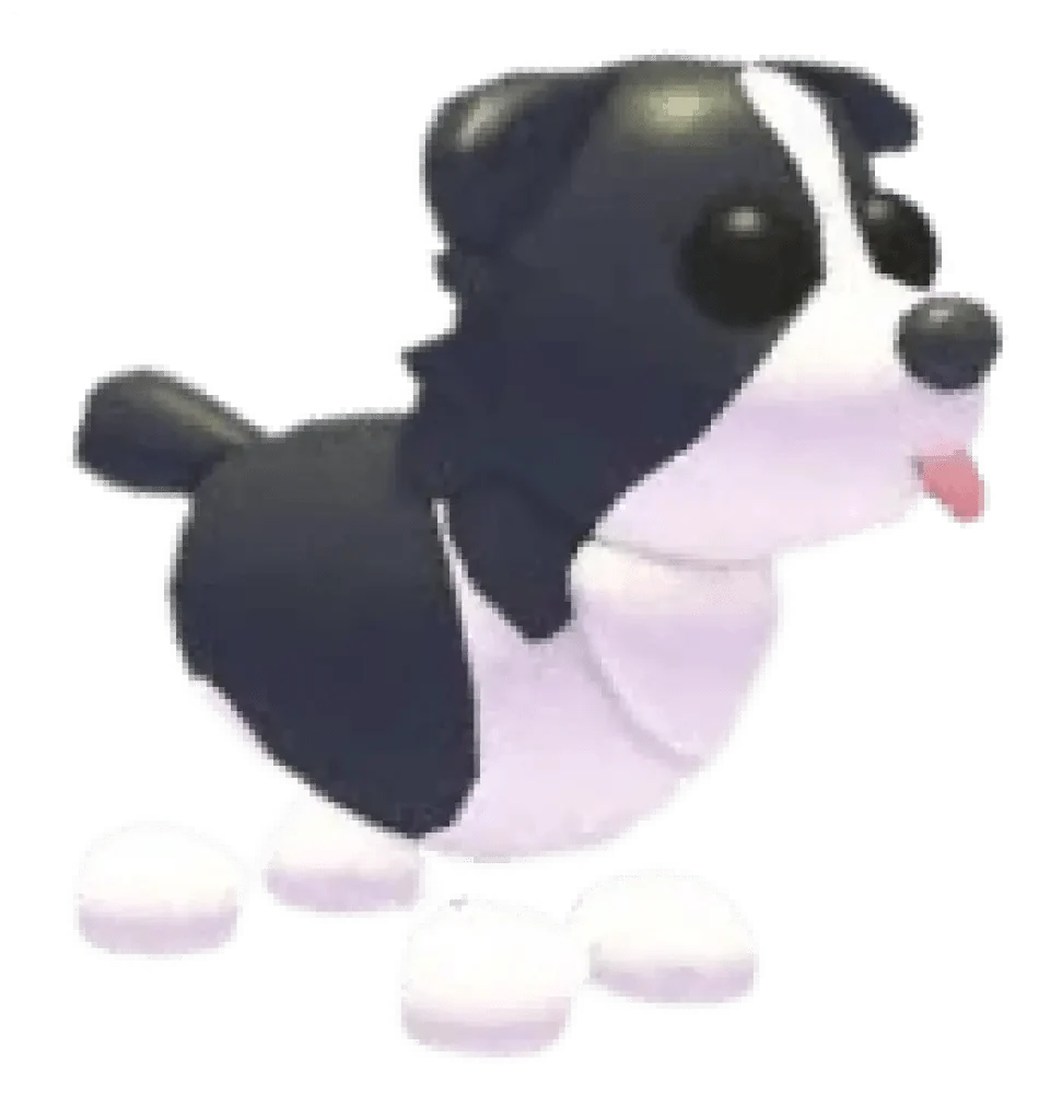 NFR Border Collie - Adopt Me