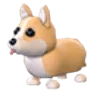 NFR Corgi - Adopt Me
