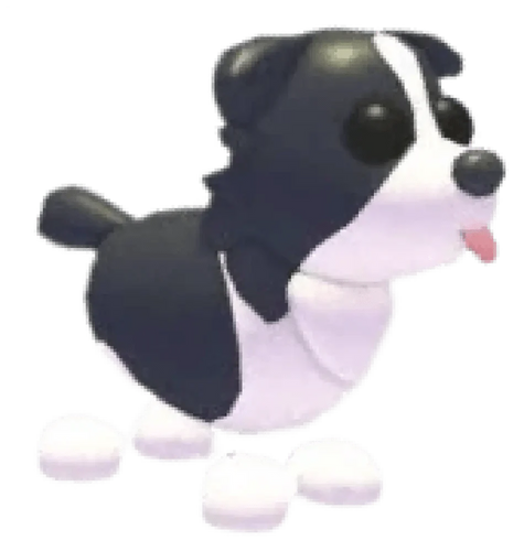 MFR Border Collie