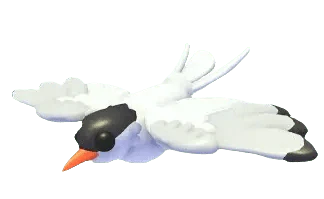 NFR Arctic Tern