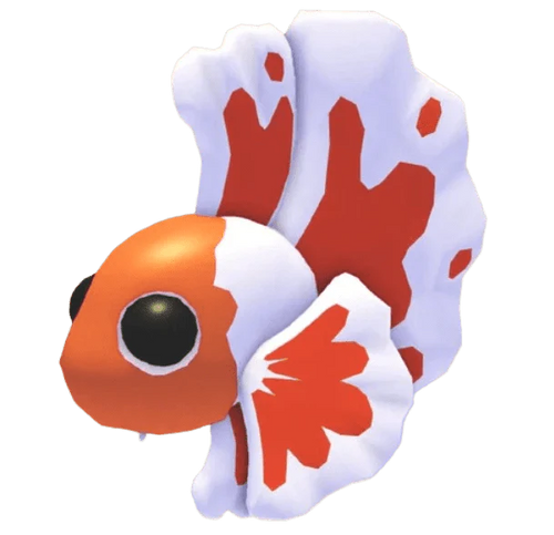 NFR Orange Betta Fish