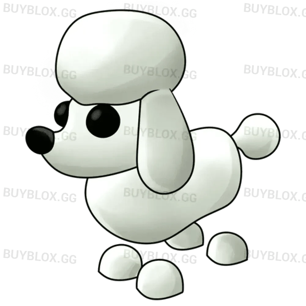 NFR Poodle - Adopt Me